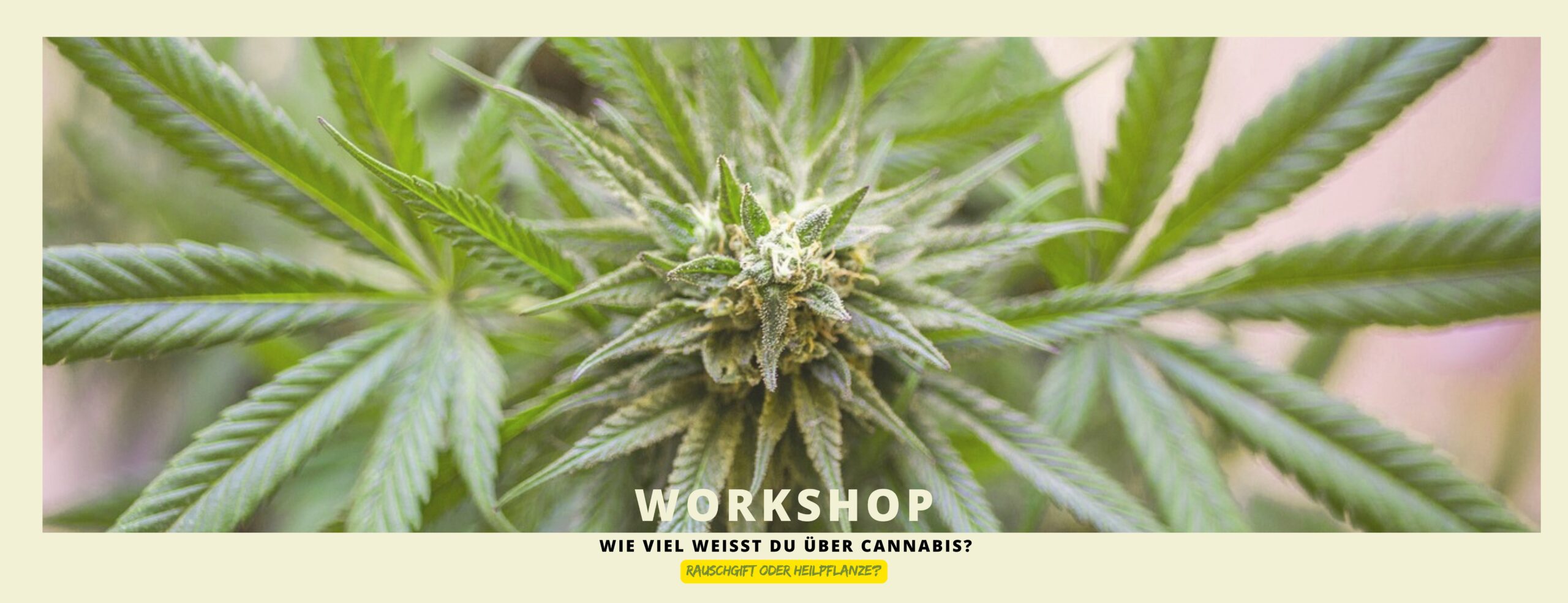 Mehr über den Artikel erfahren Einladung zum Workshop: „ Cannabis- Mehr als nur ein grünes Blatt?“